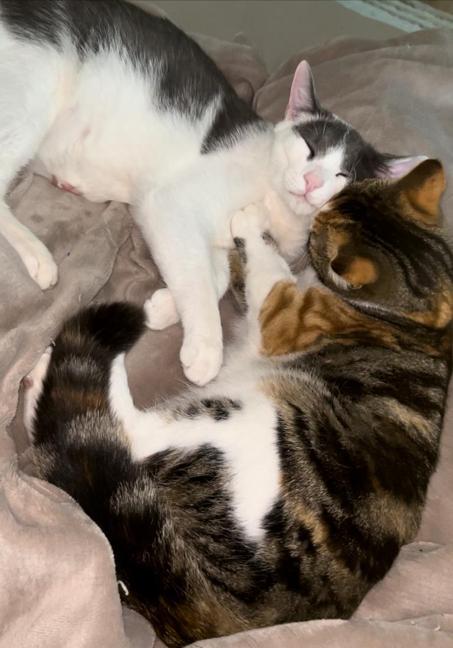 Enlarge Ginger, a Adoptable Calico in San Rafael, CA image 3/6