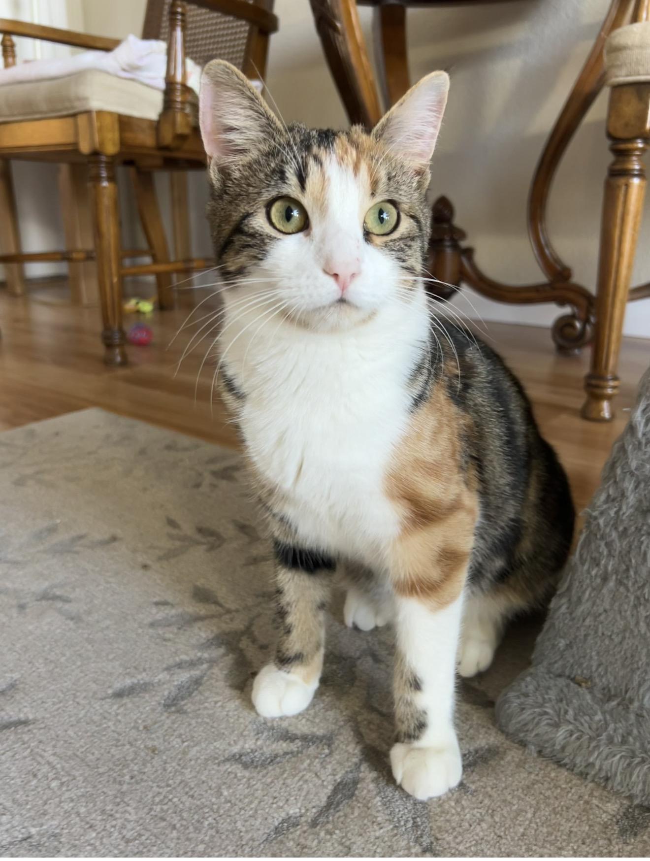 Enlarge Ginger, a Adoptable Calico in San Rafael, CA image 6/6