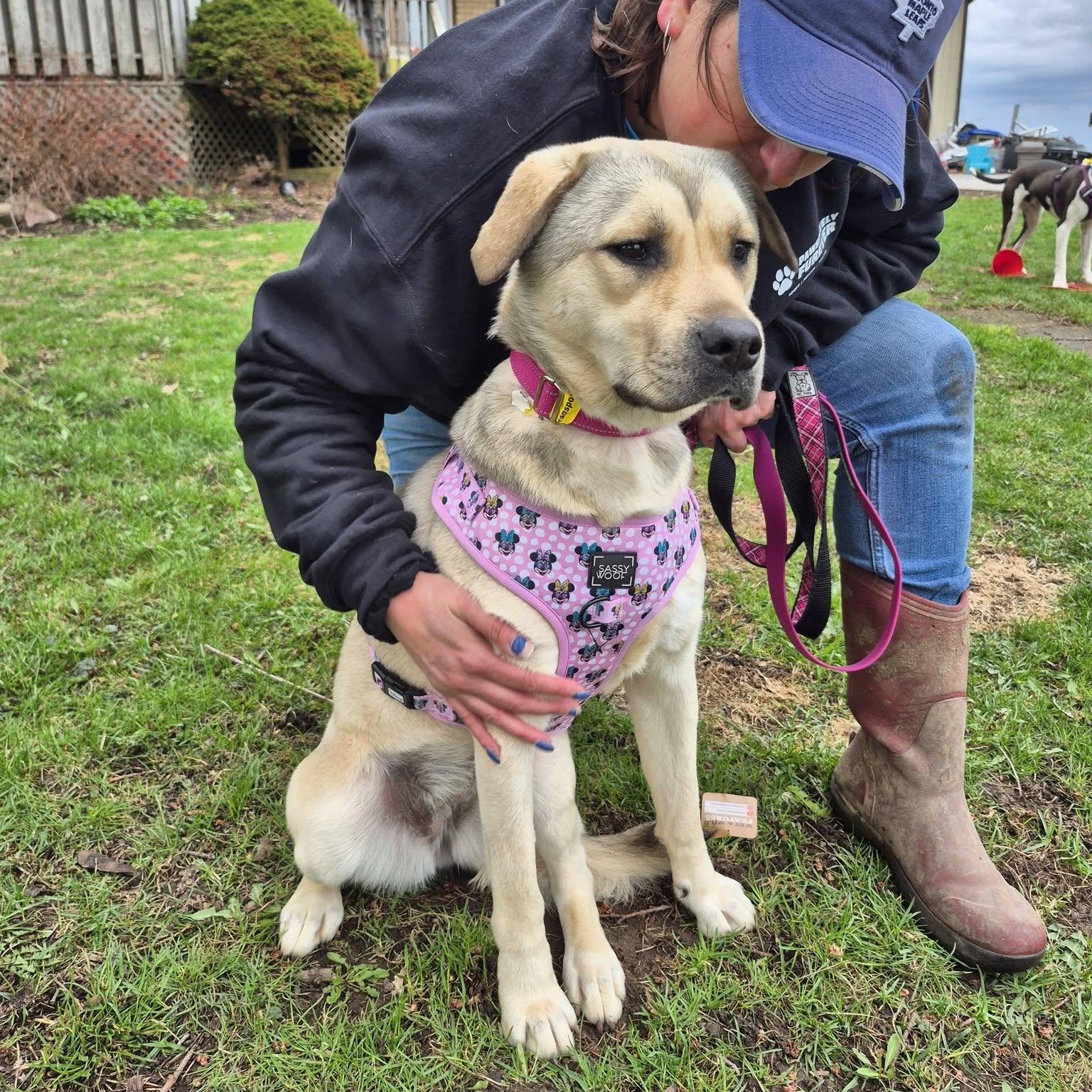 Americana, adoptable, Young Female Shepherd.