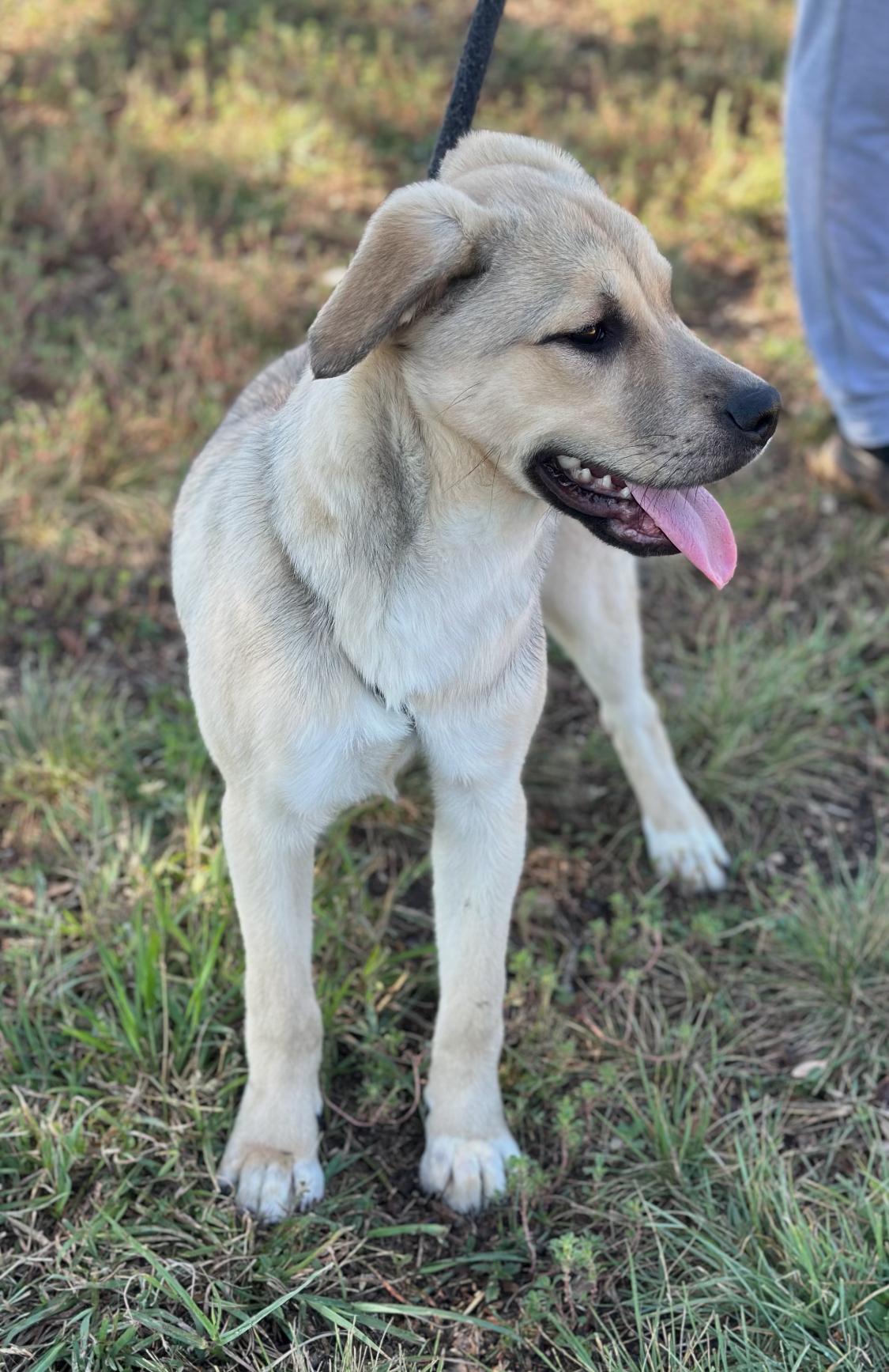 Enlarge Americana, an adoptable mixed breed in Woodstock, ON image 1/1