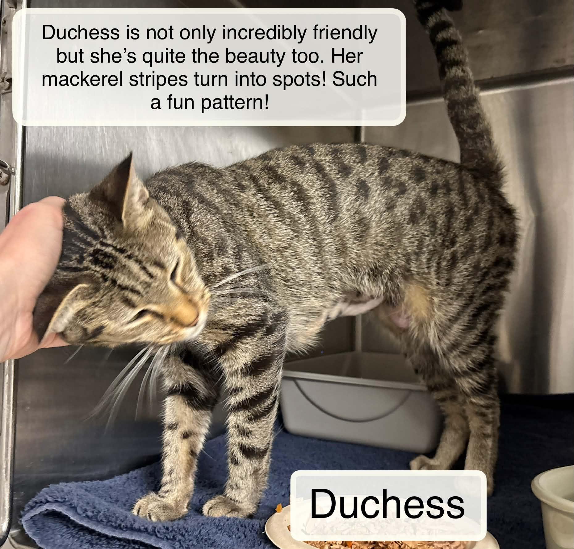 Enlarge Duchess at Luna Cat Collective, a Adoptable Domestic Short Hair in Ellicott City, MD image 3/4