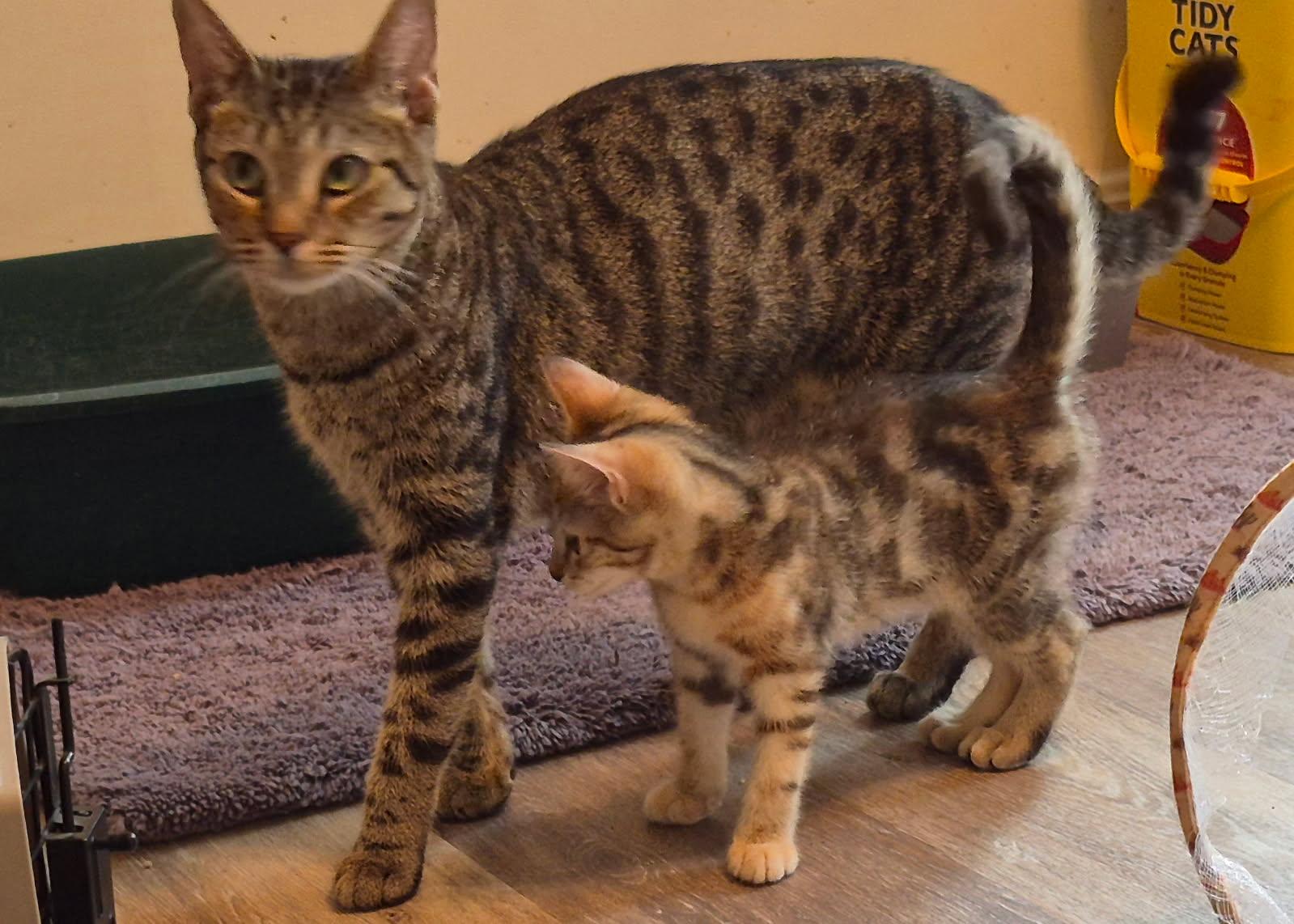 Enlarge Duchess at Luna Cat Collective, a Adoptable Domestic Short Hair in Ellicott City, MD image 4/4