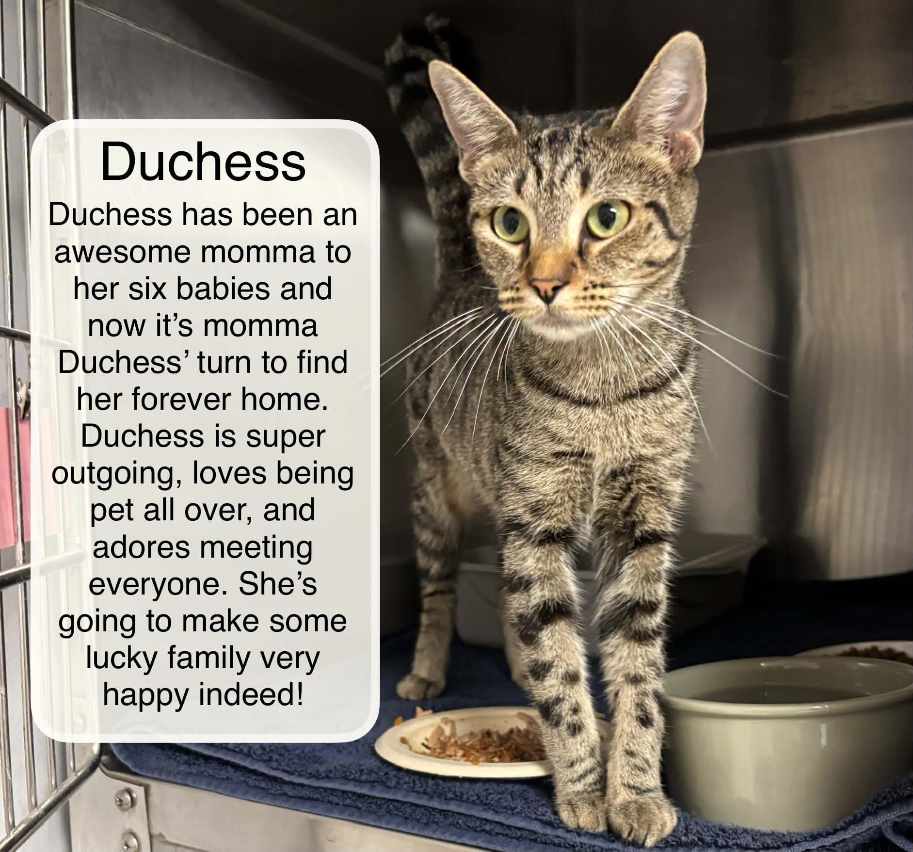 Enlarge Duchess at Luna Cat Collective, a Adoptable Domestic Short Hair in Ellicott City, MD image 1/4