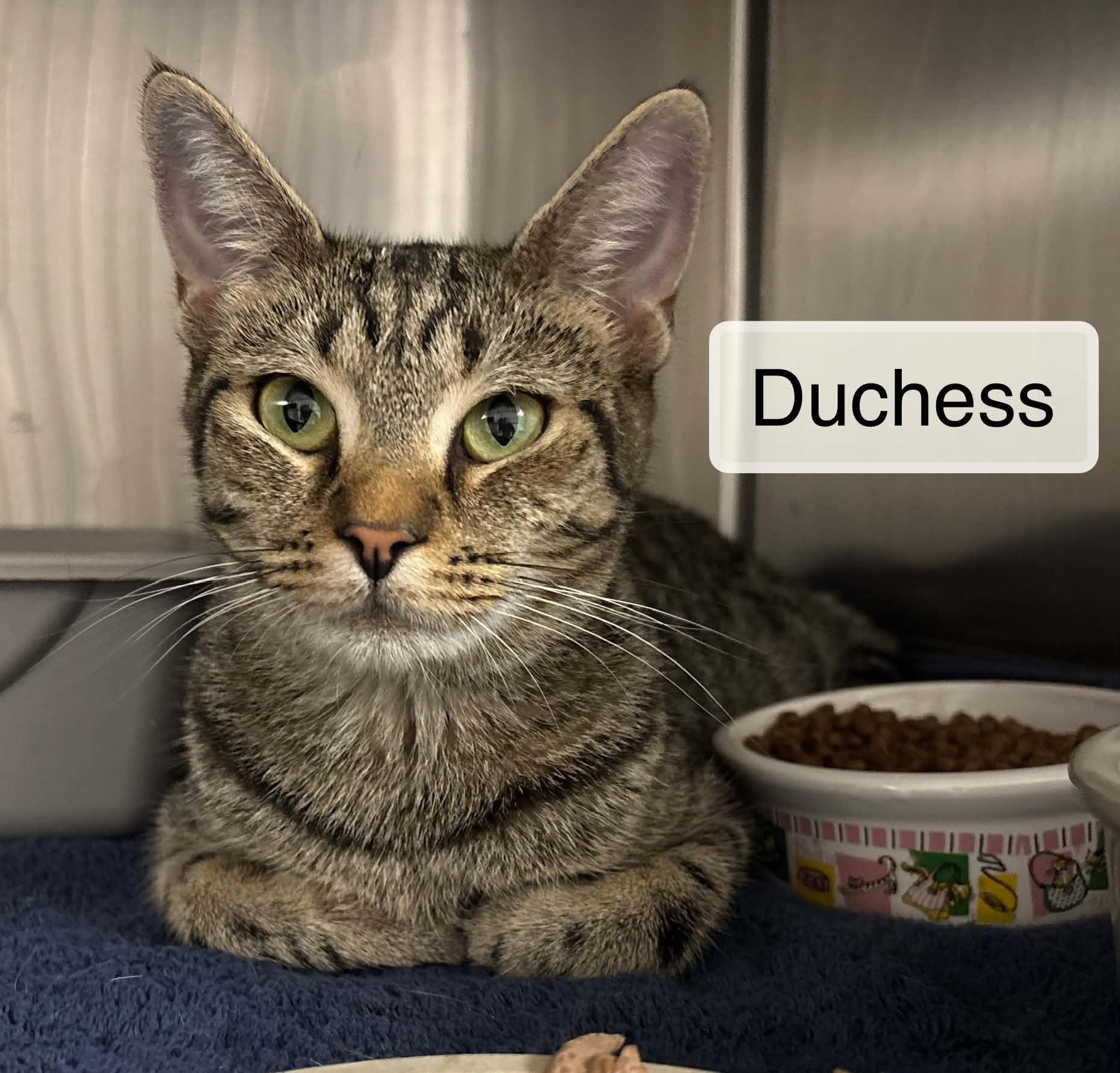Enlarge Duchess at Luna Cat Collective, a Adoptable Domestic Short Hair in Ellicott City, MD image 2/4