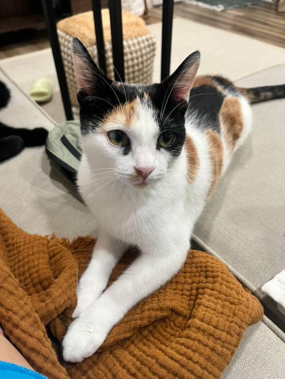 Enlarge Finnala, a Adoptable Domestic Short Hair in Santa Ana, CA image 4/5