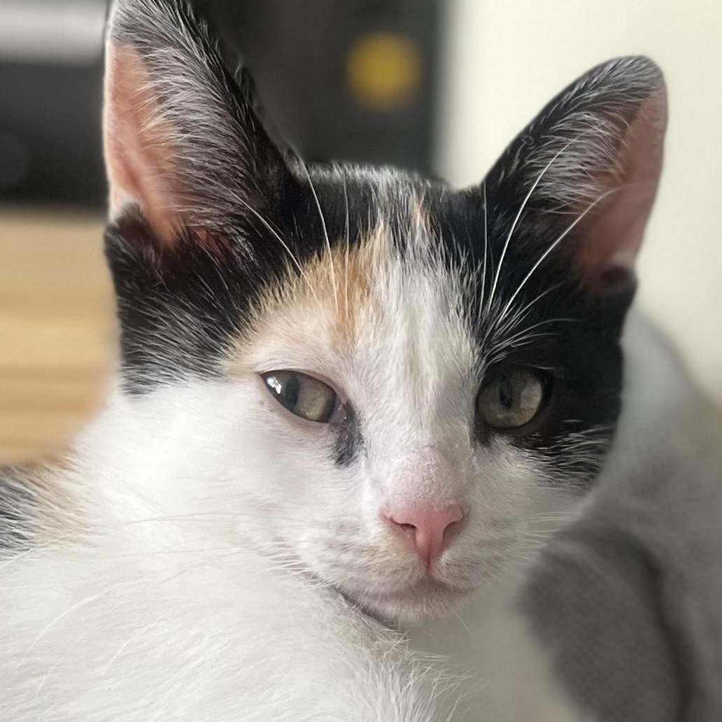 Finnala, Adoptable, Young Female Domestic Short Hair.