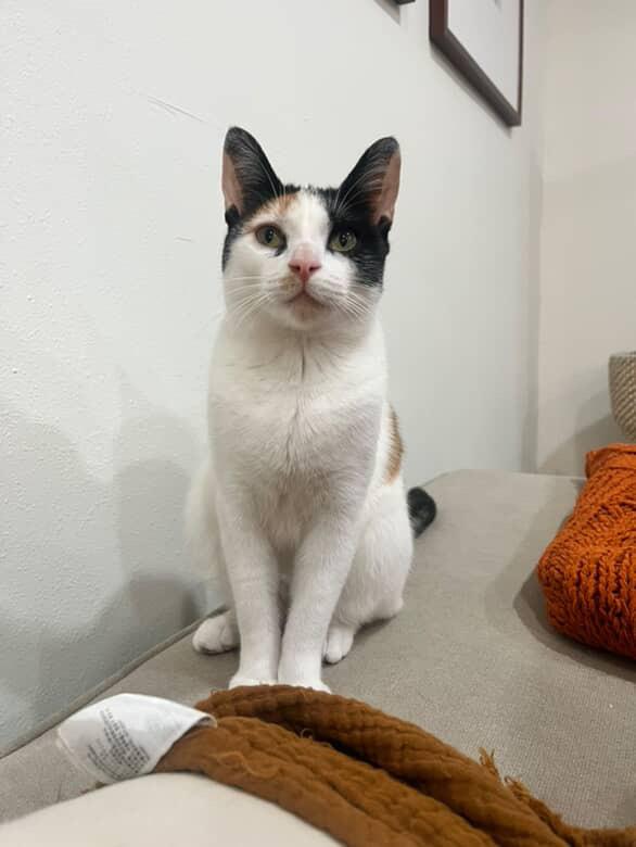 Enlarge Finnala, a Adoptable Domestic Short Hair in Santa Ana, CA image 3/5