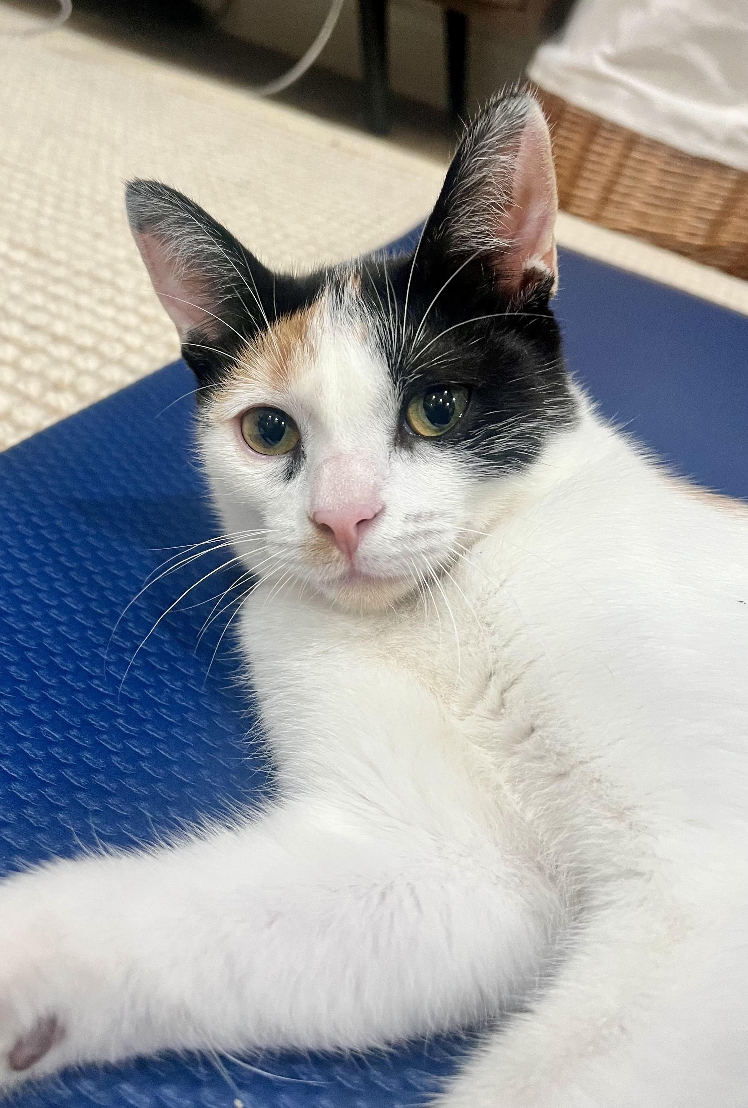 Enlarge Finnala, a Adoptable Domestic Short Hair in Santa Ana, CA image 5/5