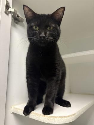 Dove, Adoptable, Young Female Domestic Short Hair & Domestic Short Hair.