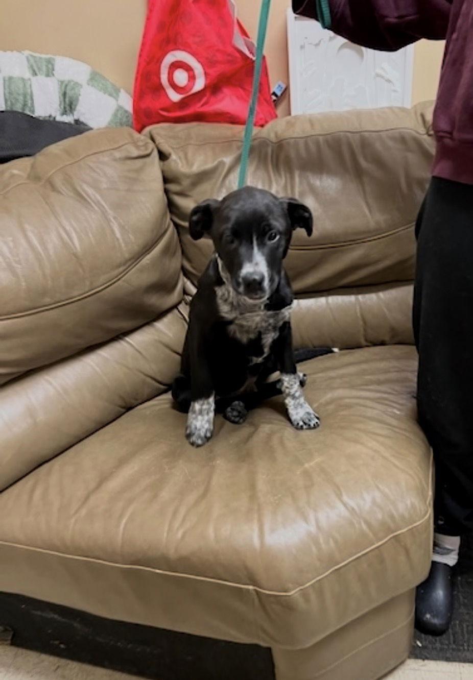 Finn, a Adoptable mixed breed in Mount Laurel, NJ image 3/3