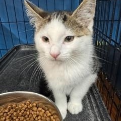 Possum, adopted, Kitten Male Domestic Short Hair.