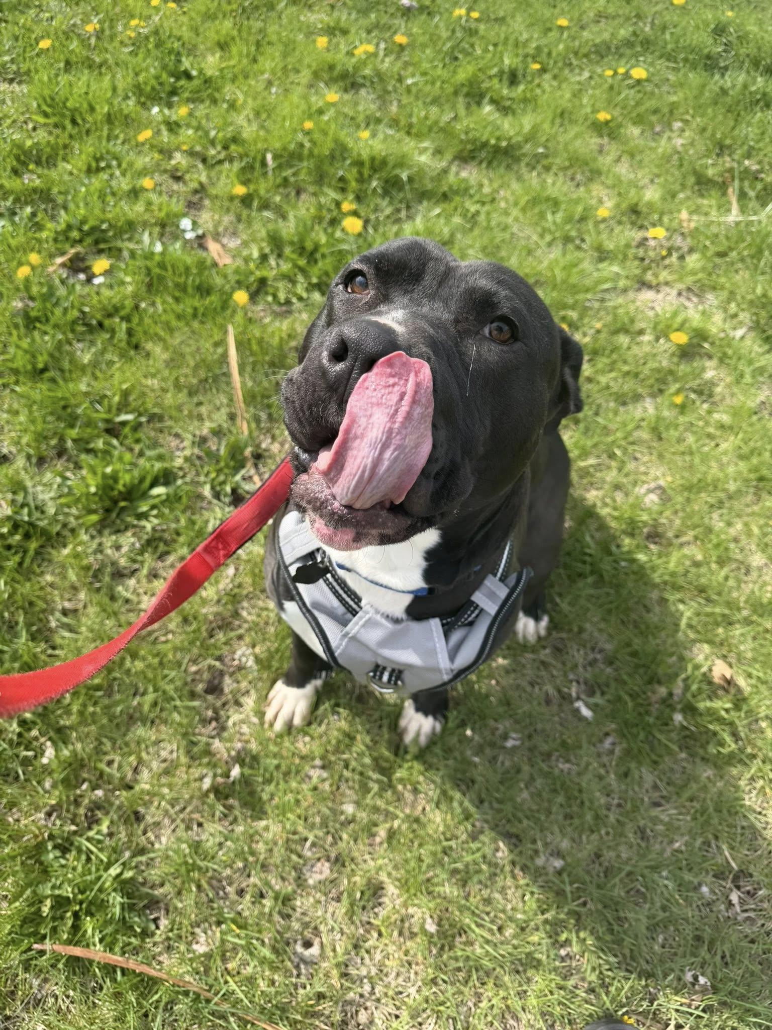 Enlarge Drako, a ADOPTABLE mixed breed in Lemont, IL image 5/6