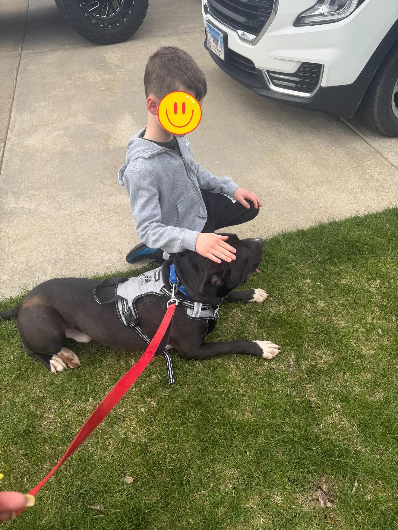 Enlarge Drako, a ADOPTABLE mixed breed in Lemont, IL image 4/6