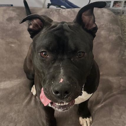 Drako (Adopt Fee Fully Sponsored), ADOPTABLE, Adult Male Pit Bull Terrier.