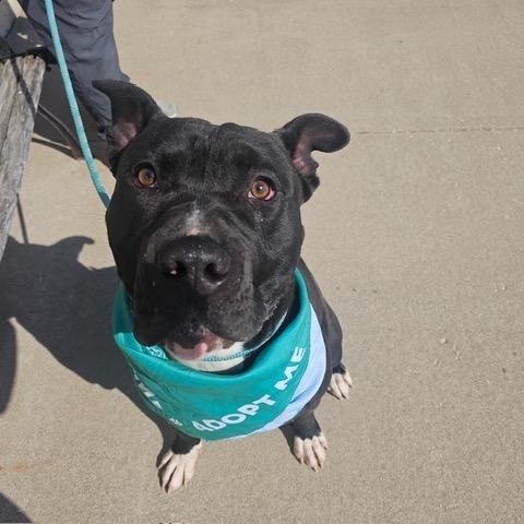 Enlarge Drako (Partial Adopt Fee Sponsor), a ADOPTABLE mixed breed in Lemont, IL image 6/6