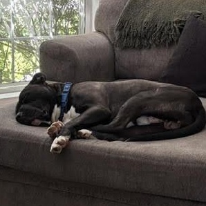 Enlarge Drako (Adopt Fee Fully Sponsored), a ADOPTABLE mixed breed in Lemont, IL image 6/6