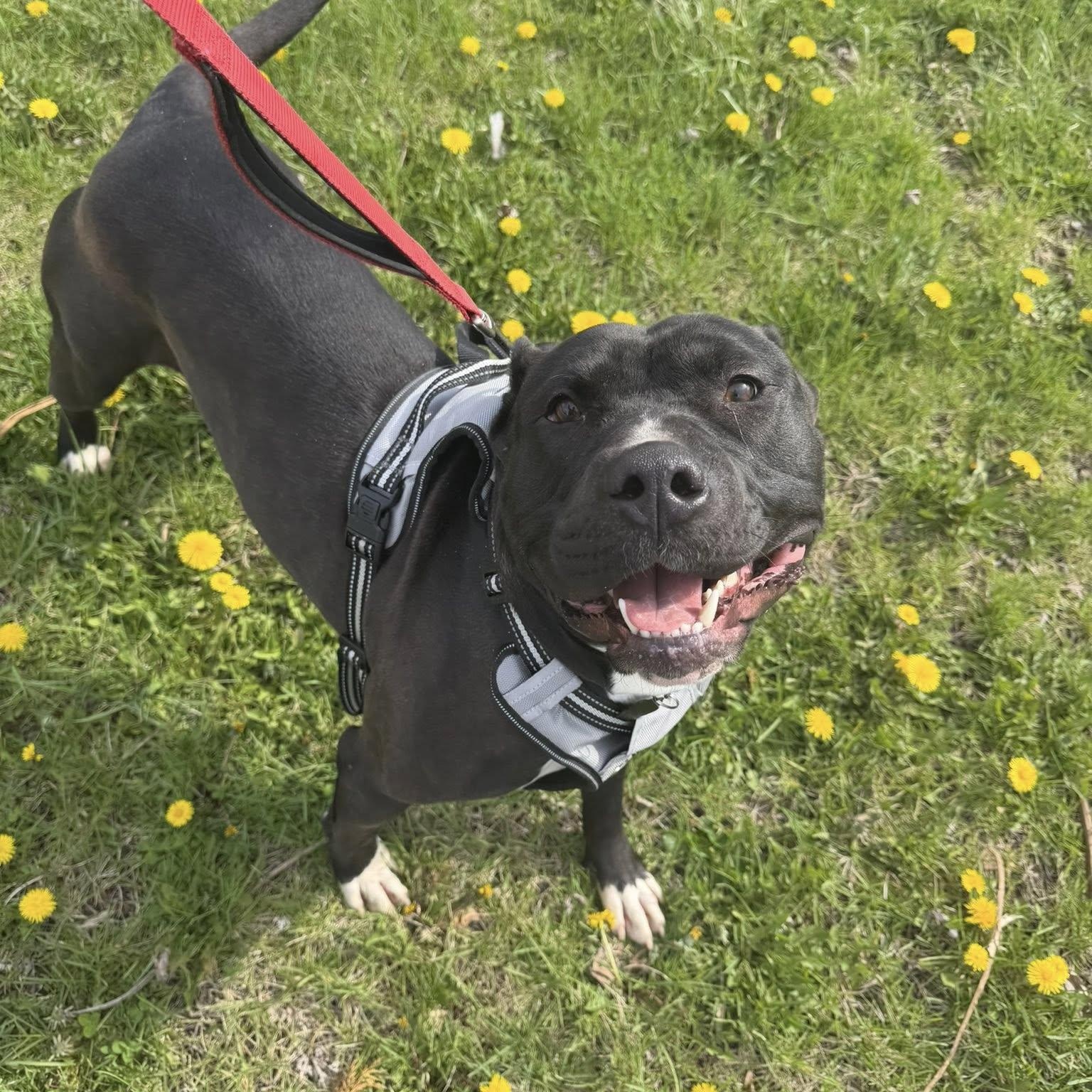 Enlarge Drako, a ADOPTABLE mixed breed in Lemont, IL image 3/6
