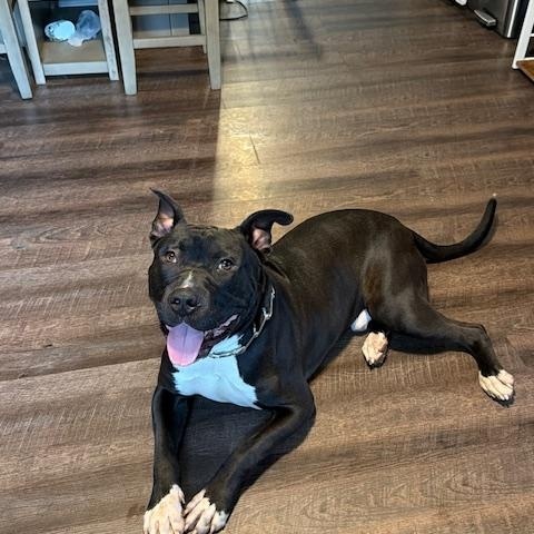 Enlarge Drako, a ADOPTABLE mixed breed in Lemont, IL image 2/6