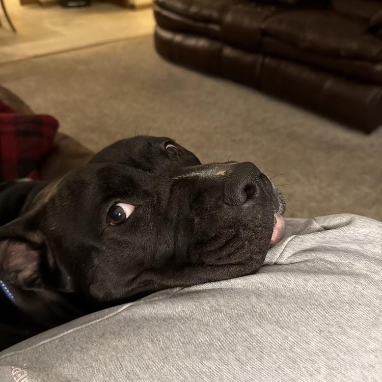 Enlarge Drako (Partial Adopt Fee Sponsor), a ADOPTABLE mixed breed in Lemont, IL image 5/6