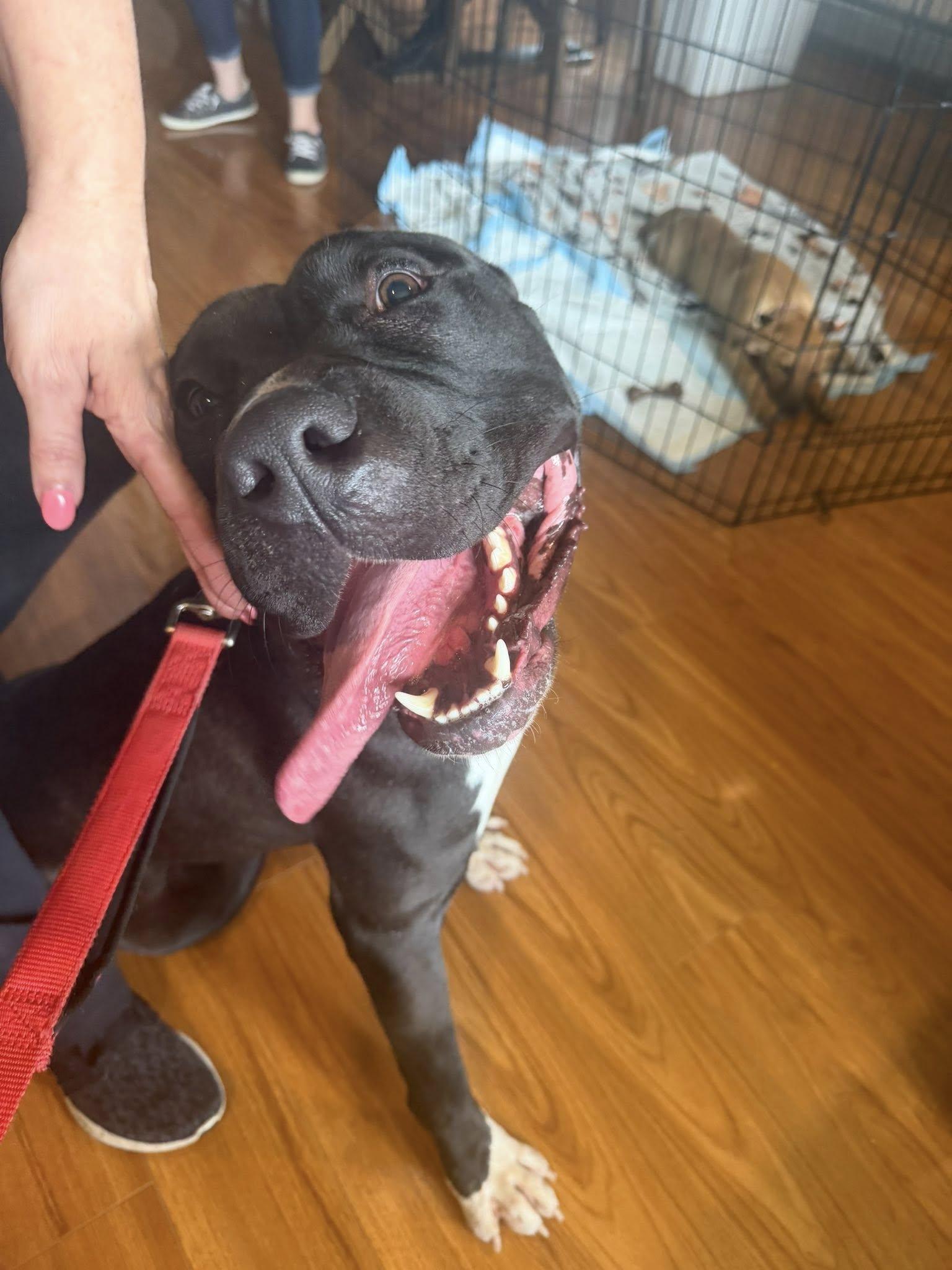 Enlarge Drako, a ADOPTABLE mixed breed in Lemont, IL image 6/6