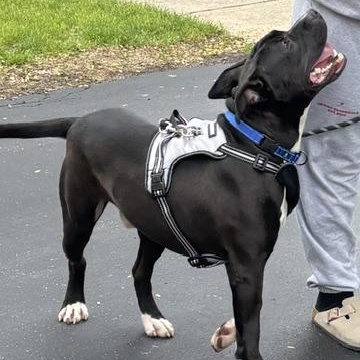 Enlarge Drako (Adopt Fee Fully Sponsored), a ADOPTABLE mixed breed in Lemont, IL image 4/6