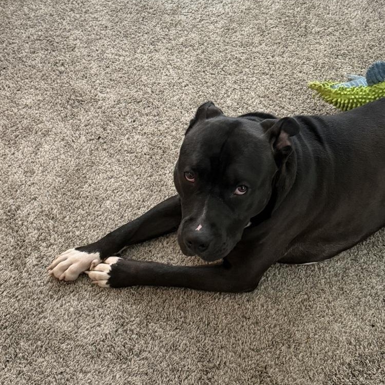 Enlarge Drako (Partial Adopt Fee Sponsor), a ADOPTABLE mixed breed in Lemont, IL image 4/6