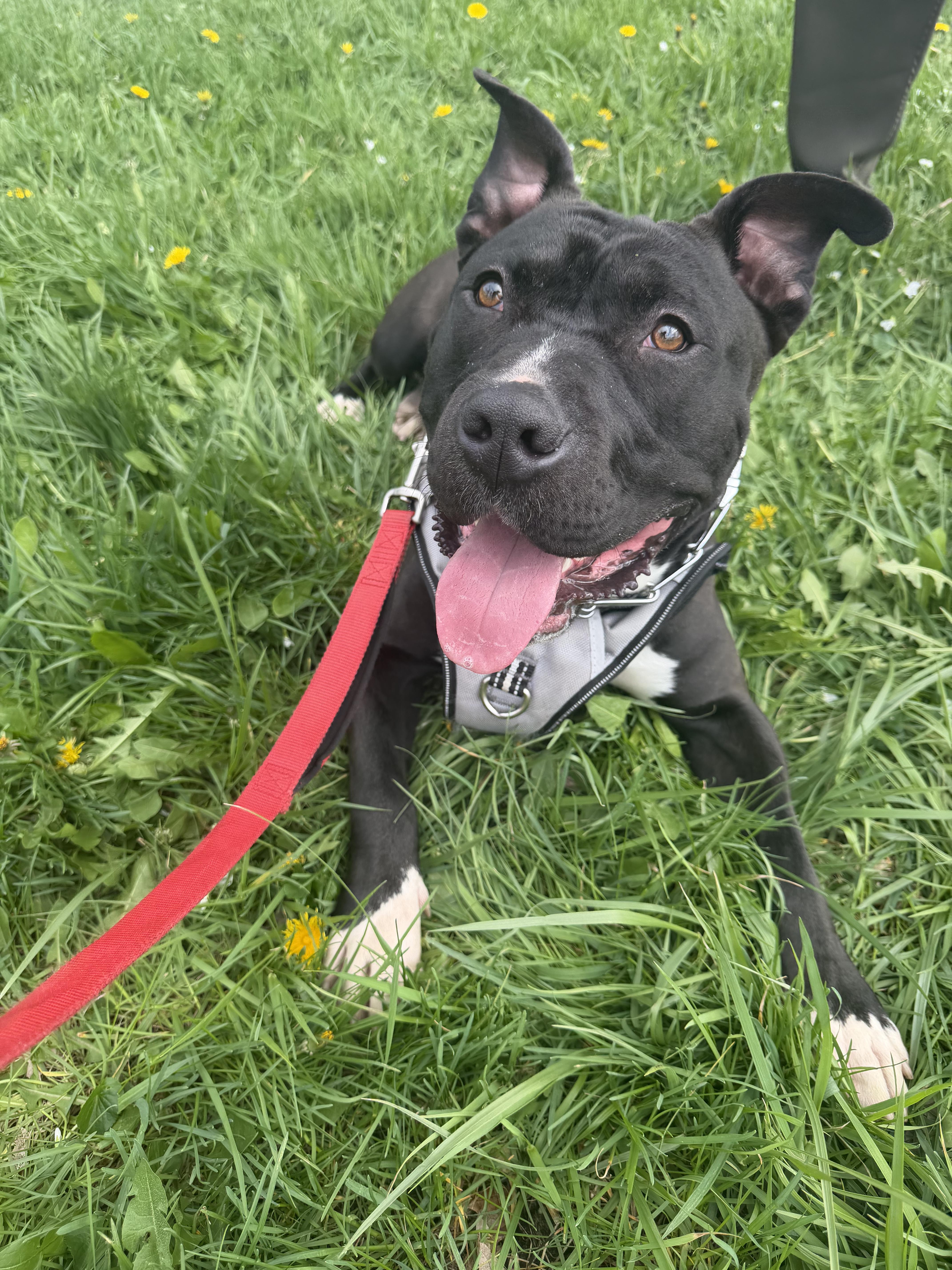 Enlarge Drako, a ADOPTABLE mixed breed in Lemont, IL image 1/6