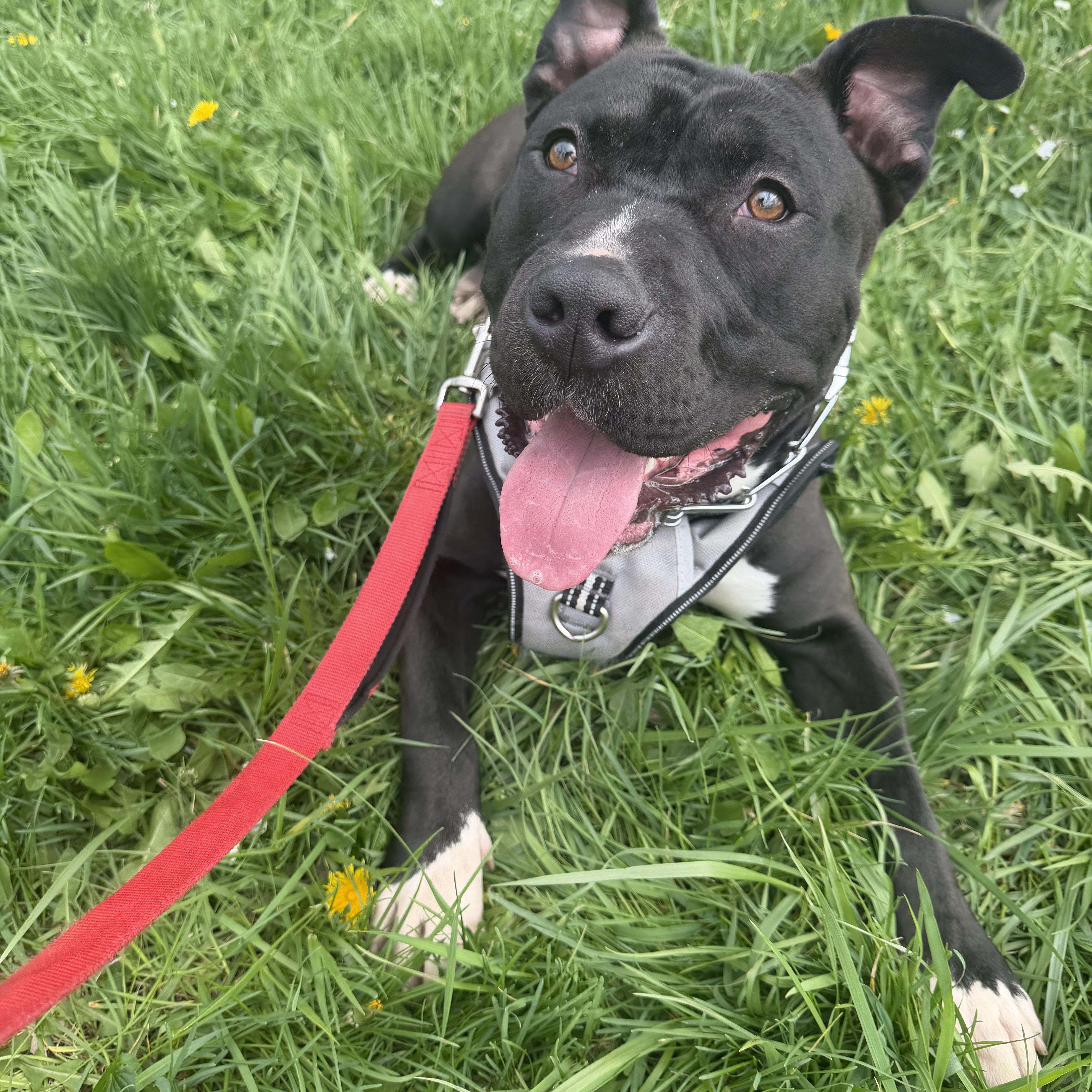 Enlarge Drako (Partial Adopt Fee Sponsor), a ADOPTABLE mixed breed in Lemont, IL image 2/6