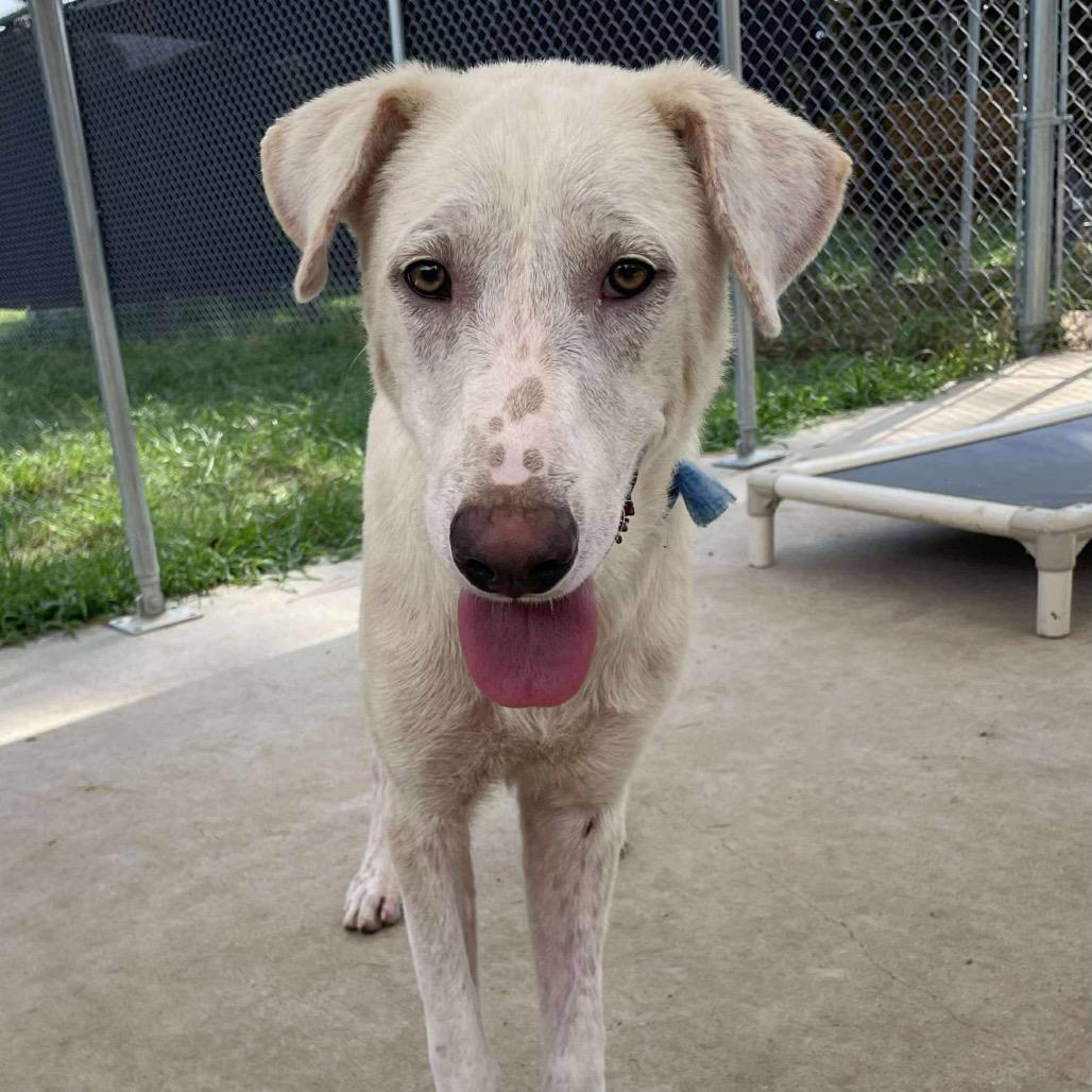 Koya, Adoptable, Young Male Anatolian Shepherd & Great Pyrenees.