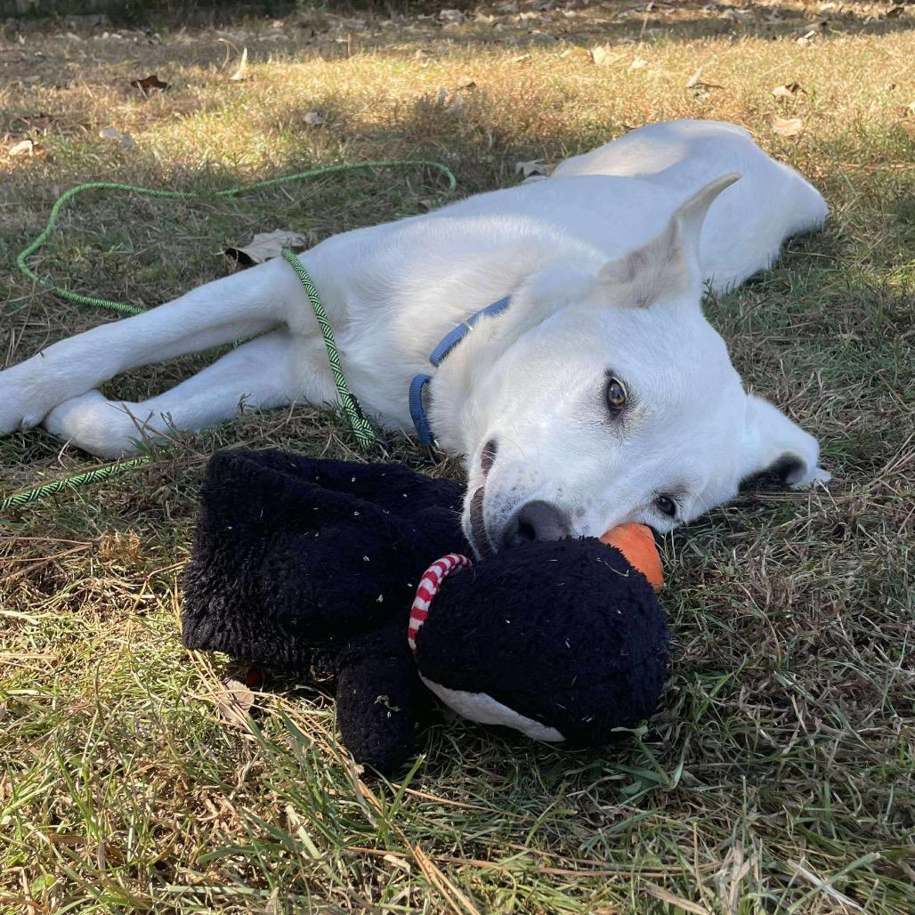 Enlarge Koya, an adopted mixed breed in Buffalo, NY image 2/6