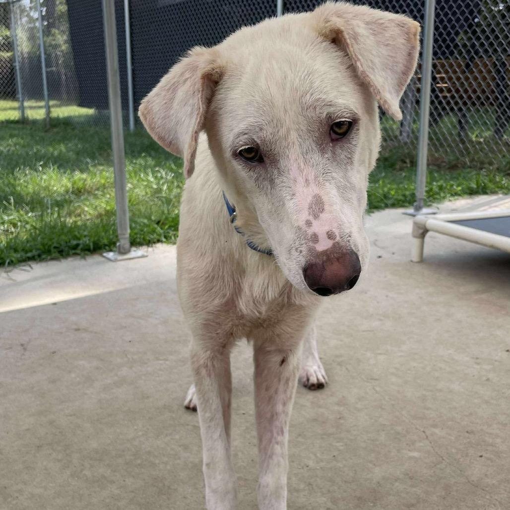 Enlarge Koya, a Adoptable mixed breed in Buffalo, NY image 5/6