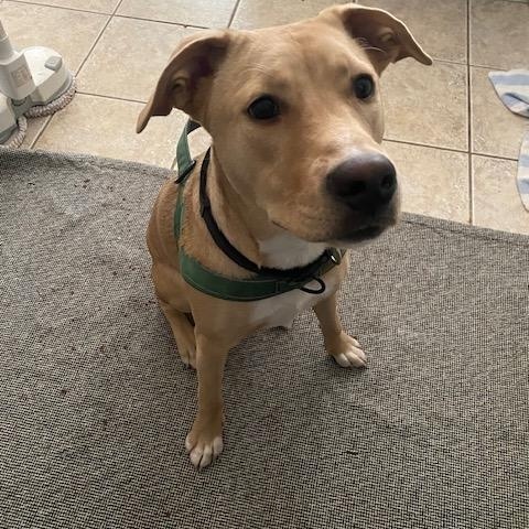 Stella **COURTESY LISTING**CONTACT OWNER DIRECTELY** photo 3