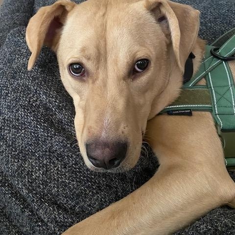 Stella **COURTESY LISTING**CONTACT OWNER DIRECTELY**, Young Female Labrador Retriever