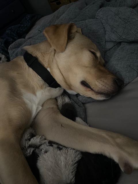 Stella **COURTESY LISTING**CONTACT OWNER DIRECTELY** 2