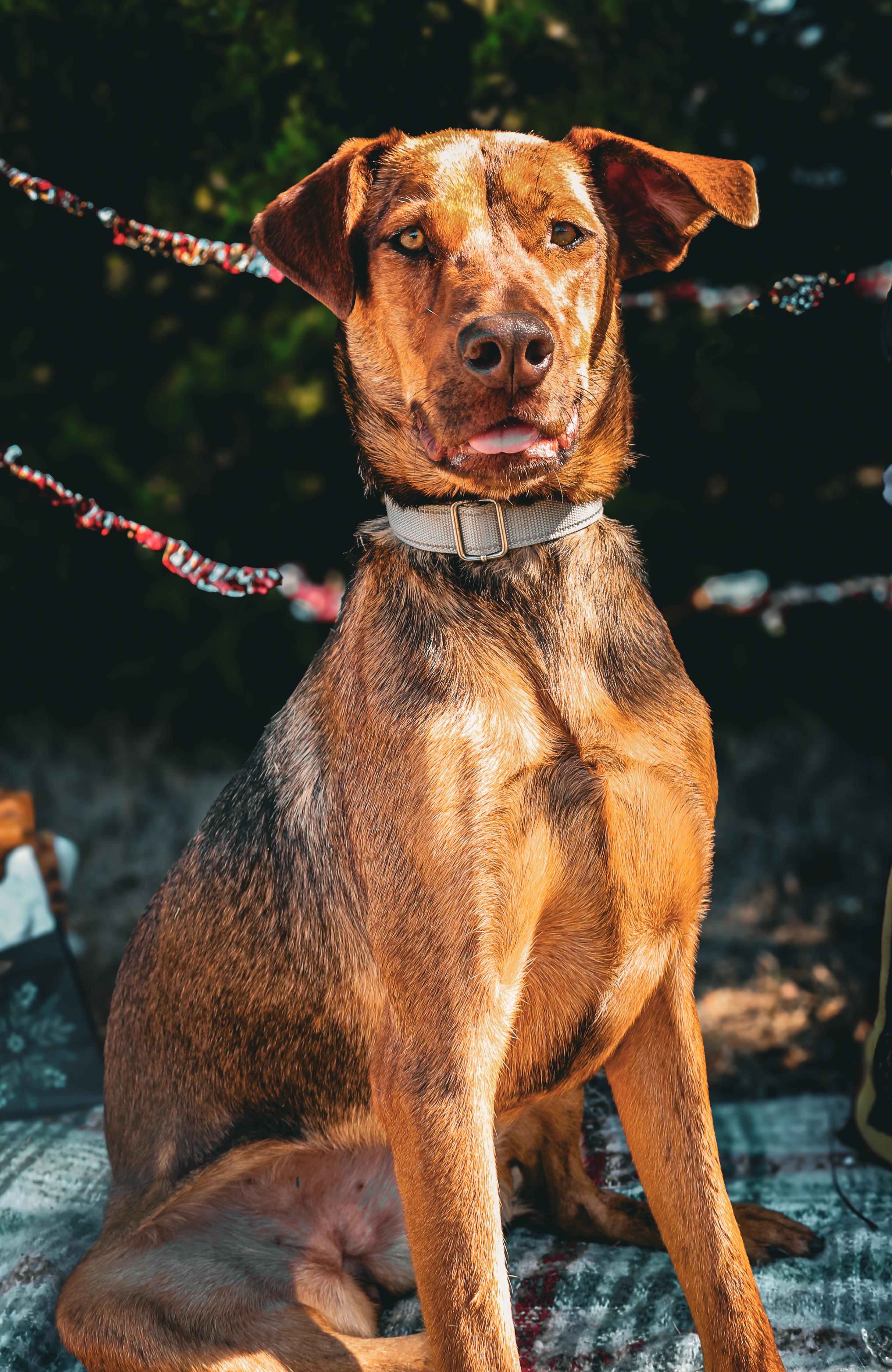 Anne, Adoptable, Adult Female Mixed Breed.
