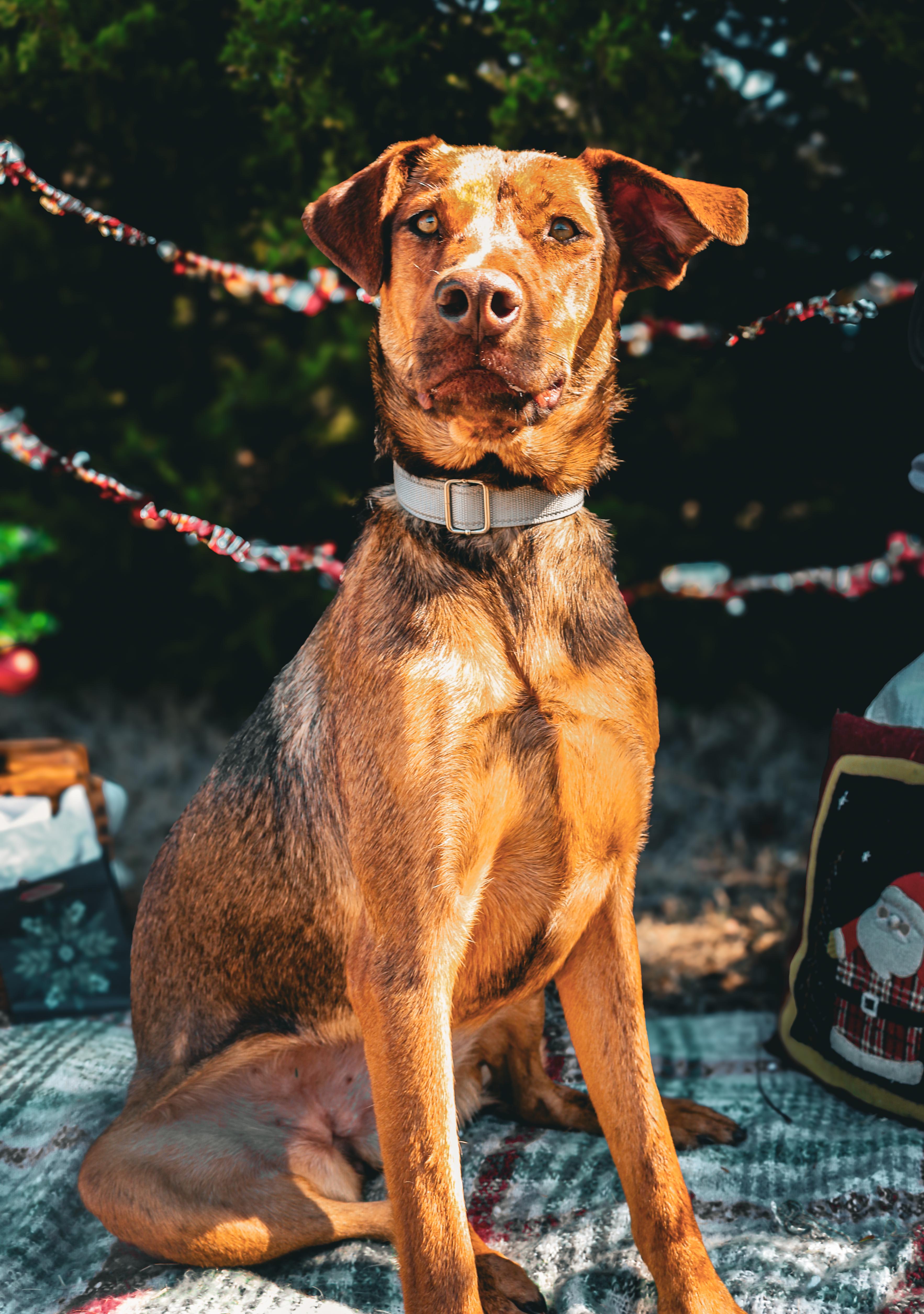 Anne, a Adoptable Mixed Breed in Meeker, OK image 3/5