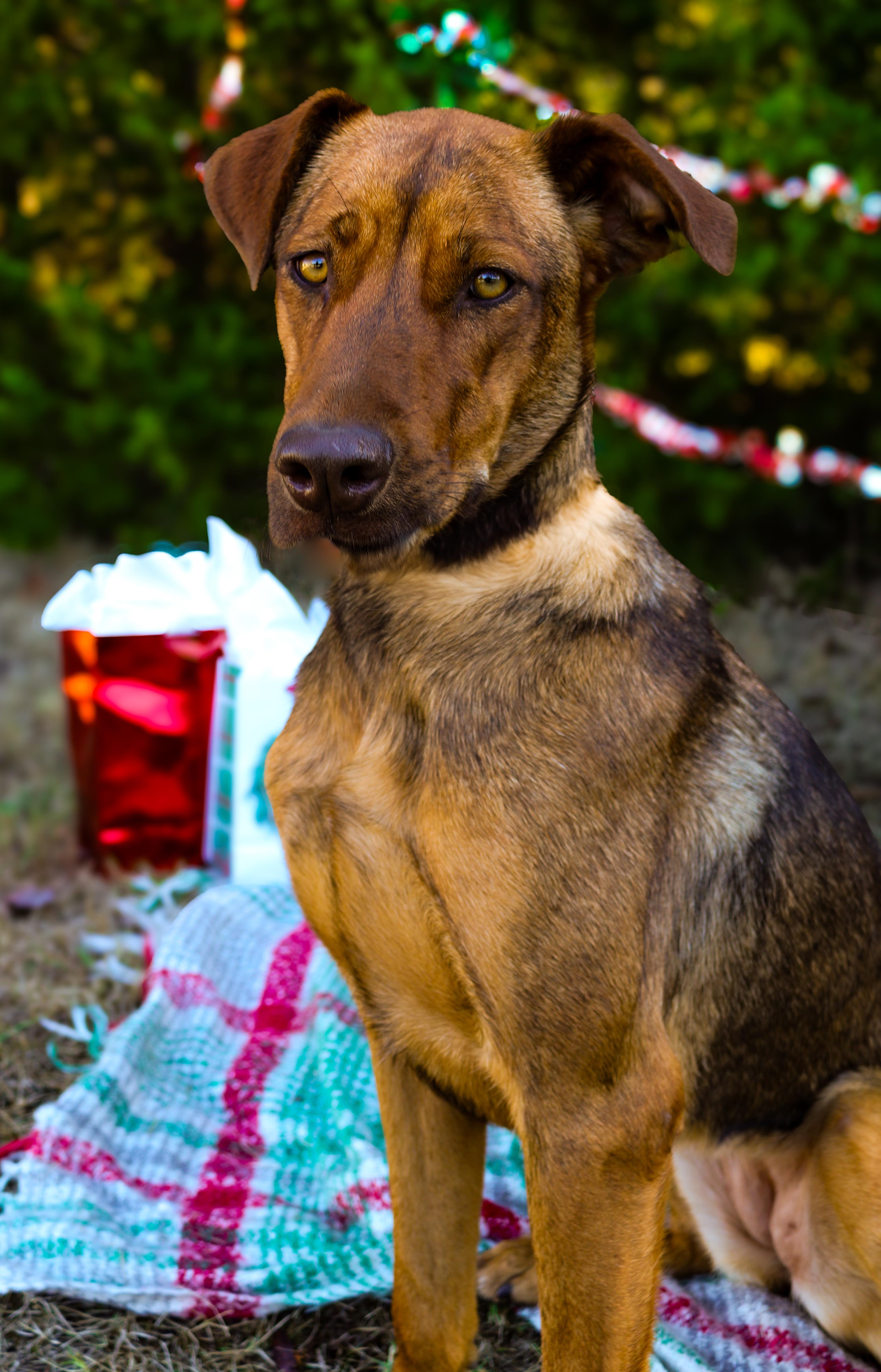 Anne, a Adoptable Mixed Breed in Meeker, OK image 2/5