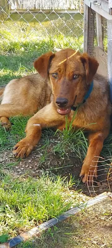 Anne, a Adoptable Mixed Breed in Meeker, OK image 4/5
