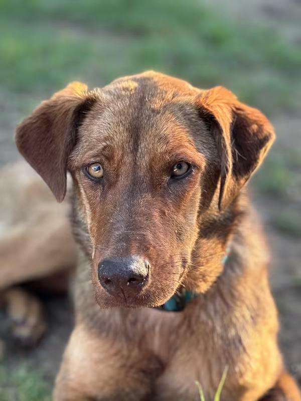 Anne, a Adoptable Mixed Breed in Meeker, OK image 5/5