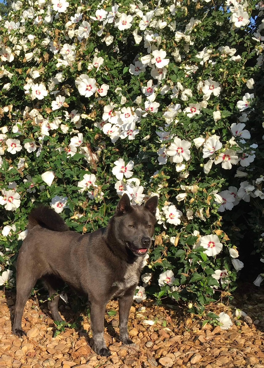 Enlarge VIOLET, a Adoptable mixed breed in Voorhees, NJ image 1/6