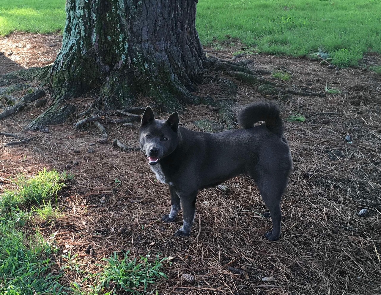 Enlarge VIOLET, a Adoptable mixed breed in Voorhees, NJ image 4/6