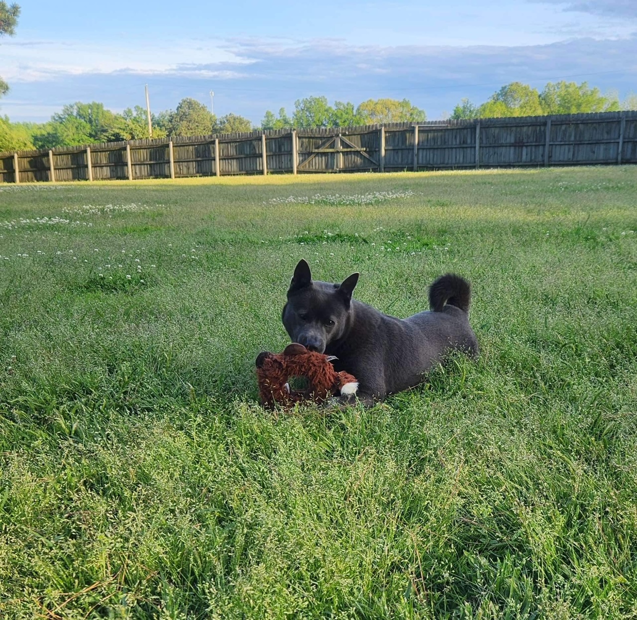 Enlarge VIOLET, a Adoptable mixed breed in Voorhees, NJ image 5/6