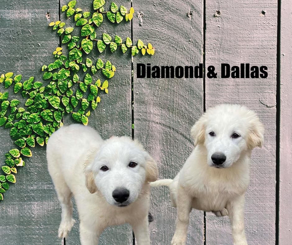Diamond & Dallas, adopted, Puppy Male Great Pyrenees.