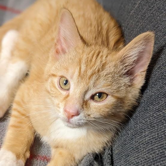 Enlarge Ross Geller, a Adoptable Tabby in Knox, PA image 1/5