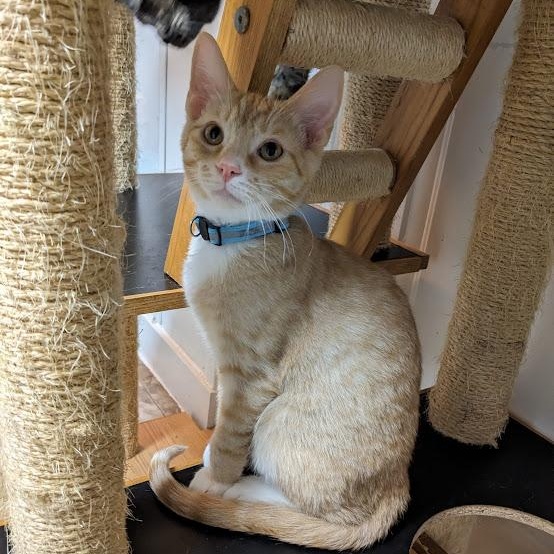 Ross Geller, a Adoptable Tabby in Shippenville, PA image 2/5