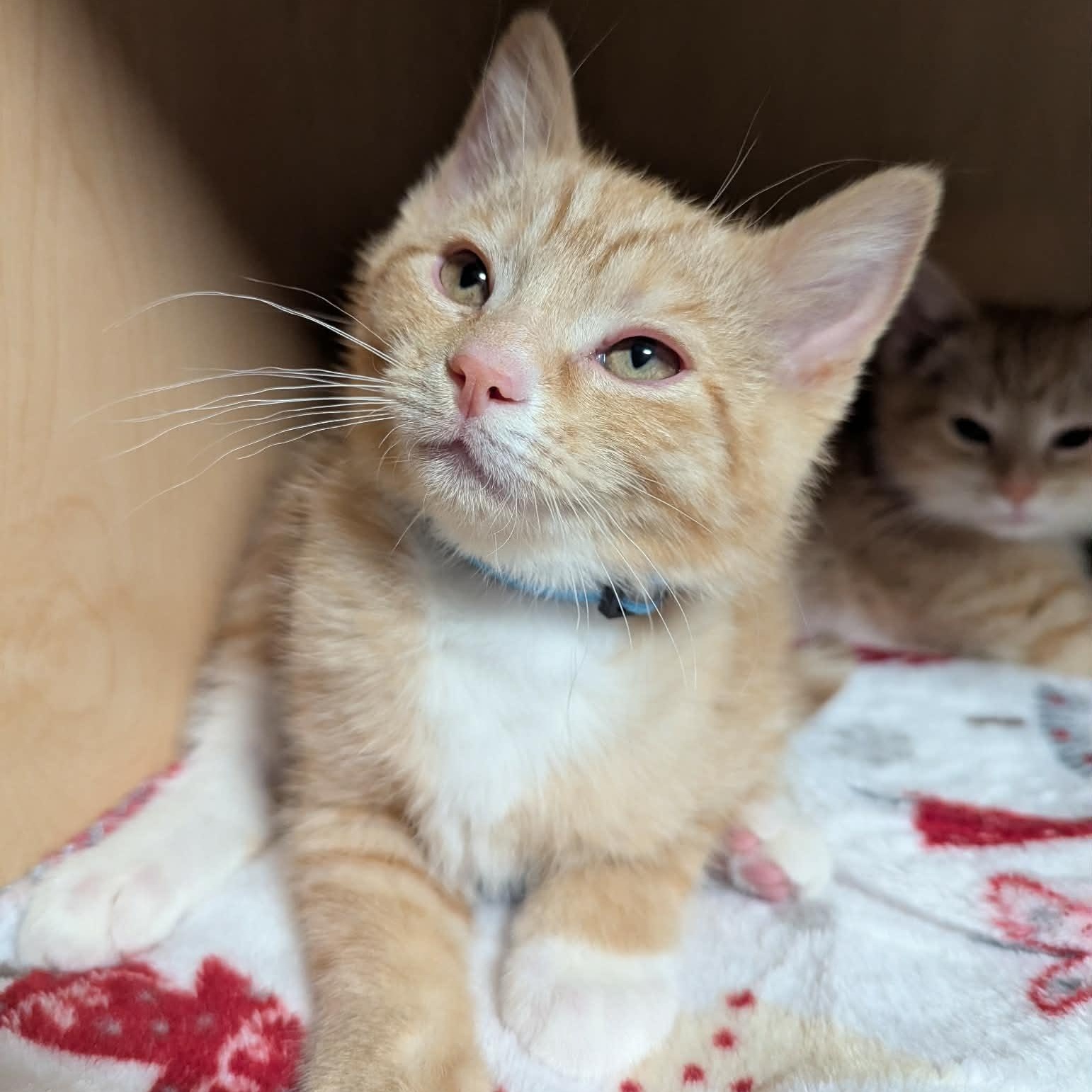 Enlarge Ross Geller, a Adoptable Tabby in Knox, PA image 3/5