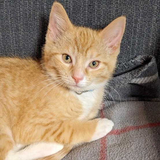 Enlarge Ross Geller, a Adoptable Tabby in Knox, PA image 5/5