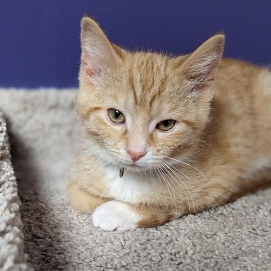 Enlarge Ross Geller, a Adoptable Tabby in Knox, PA image 2/5