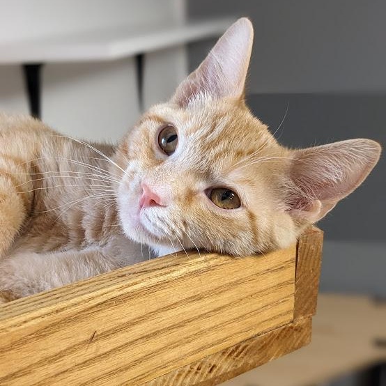 Ross Geller, a Adoptable Tabby in Shippenville, PA image 1/5