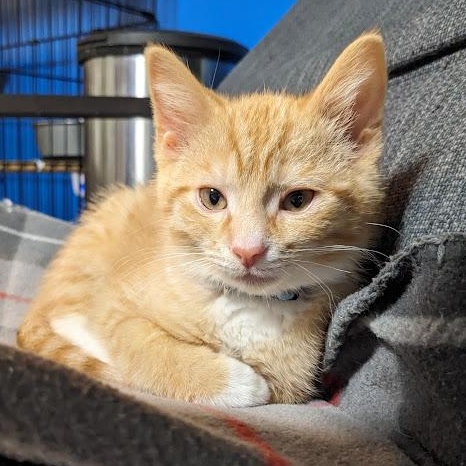 Enlarge Ross Geller, a Adoptable Tabby in Knox, PA image 4/5